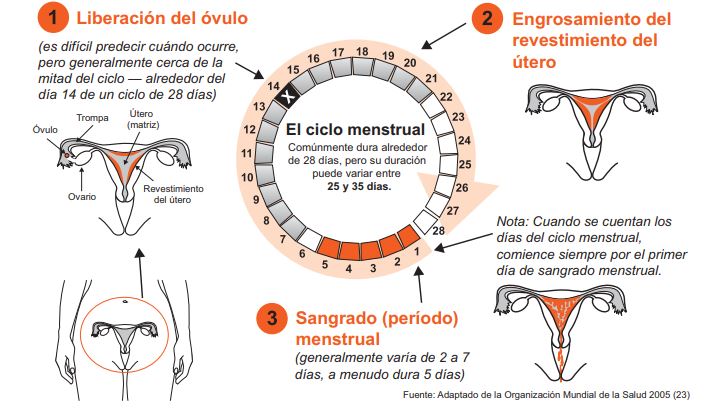 Cuantos dias debe durar un ciclo menstrual normal